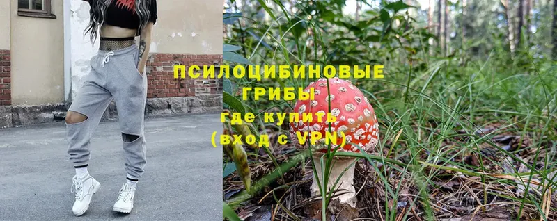 купить закладку  Волхов  Галлюциногенные грибы Psilocybine cubensis 